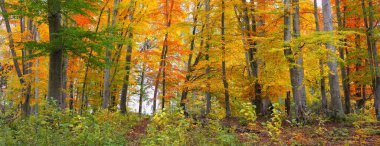 Altın kayın ağacı ormanının pitoresk manzarası. Güçlü ağaç gövdeleri, renkli sarı, kırmızı, turuncu yapraklar. Idyllic sonbahar manzarası. Mevsimler, sonbahar mevsimi, ekoloji, saf doğa, eko-turizm