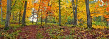 Altın kayın ağacı ormanının pitoresk manzarası. Güçlü ağaç gövdeleri, renkli sarı, kırmızı, turuncu yapraklar. Idyllic sonbahar manzarası. Mevsimler, sonbahar mevsimi, ekoloji, saf doğa, eko-turizm