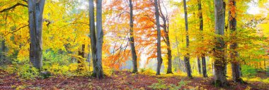 Altın kayın ağacı ormanının pitoresk manzarası. Güçlü ağaç gövdeleri, renkli sarı, kırmızı, turuncu yapraklar. Idyllic sonbahar manzarası. Mevsimler, sonbahar mevsimi, ekoloji, saf doğa, eko-turizm