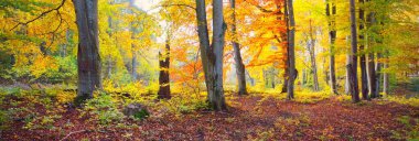 Altın kayın ağacı ormanının pitoresk manzarası. Güçlü ağaç gövdeleri, renkli sarı, kırmızı, turuncu yapraklar. Idyllic sonbahar manzarası. Mevsimler, sonbahar mevsimi, ekoloji, saf doğa, eko-turizm