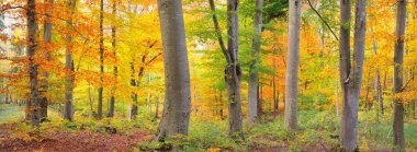 Altın kayın ağacı ormanının pitoresk manzarası. Güçlü ağaç gövdeleri, renkli sarı, kırmızı, turuncu yapraklar. Idyllic sonbahar manzarası. Mevsimler, sonbahar mevsimi, ekoloji, saf doğa, eko-turizm