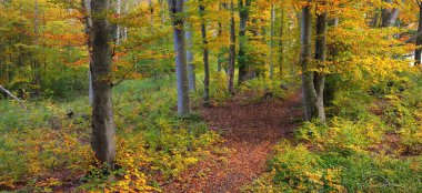 Altın kayın ağacı ormanının pitoresk manzarası. Güçlü ağaç gövdeleri, renkli sarı, kırmızı, turuncu yapraklar. Idyllic sonbahar manzarası. Mevsimler, sonbahar mevsimi, ekoloji, saf doğa, eko-turizm