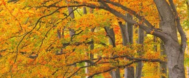 Altın kayın ağacı ormanının pitoresk manzarası. Güçlü ağaç gövdeleri, renkli sarı, kırmızı, turuncu yapraklar. Idyllic sonbahar manzarası. Mevsimler, sonbahar mevsimi, ekoloji, saf doğa, eko-turizm