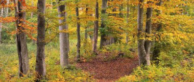 Altın kayın ağacı ormanının pitoresk manzarası. Güçlü ağaç gövdeleri, renkli sarı, kırmızı, turuncu yapraklar. Idyllic sonbahar manzarası. Mevsimler, sonbahar mevsimi, ekoloji, saf doğa, eko-turizm