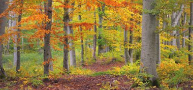 Altın kayın ağacı ormanının pitoresk manzarası. Güçlü ağaç gövdeleri, renkli sarı, kırmızı, turuncu yapraklar. Idyllic sonbahar manzarası. Mevsimler, sonbahar mevsimi, ekoloji, saf doğa, eko-turizm