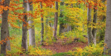 Altın kayın ağacı ormanının pitoresk manzarası. Güçlü ağaç gövdeleri, renkli sarı, kırmızı, turuncu yapraklar. Idyllic sonbahar manzarası. Mevsimler, sonbahar mevsimi, ekoloji, saf doğa, eko-turizm