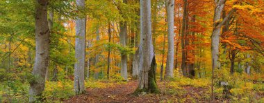 Altın kayın ağacı ormanının pitoresk manzarası. Güçlü ağaç gövdeleri, renkli sarı, kırmızı, turuncu yapraklar. Idyllic sonbahar manzarası. Mevsimler, sonbahar mevsimi, ekoloji, saf doğa, eko-turizm