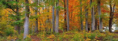 Altın kayın ağacı ormanının pitoresk manzarası. Güçlü ağaç gövdeleri, renkli sarı, kırmızı, turuncu yapraklar. Idyllic sonbahar manzarası. Mevsimler, sonbahar mevsimi, ekoloji, saf doğa, eko-turizm