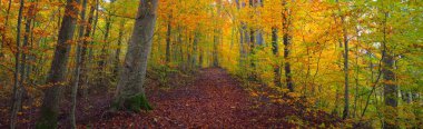 Kayın ağacı ormanlarının tepelerine giden yol. Güçlü ağaç gövdeleri, sarı, kırmızı, turuncu yapraklar. Idyllic sonbahar manzarası. Sonbahar mevsimi, ekoloji, doğa, çevre, eko-turizm, eğlence. Almanya