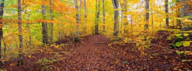 Kayın ağacı ormanındaki tepelerin panoramik manzarası. Güçlü ağaç gövdeleri, sarı, kırmızı, turuncu yapraklar. Idyllic sonbahar manzarası. Sonbahar mevsimi, ekoloji, doğa, çevre, eko-turizm, eğlence. Almanya
