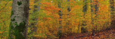 Altın kayın ağacı ormanının pitoresk manzarası. Güçlü ağaç gövdeleri, renkli sarı, kırmızı, turuncu yapraklar. Idyllic sonbahar manzarası. Mevsimler, sonbahar mevsimi, ekoloji, saf doğa, eko-turizm