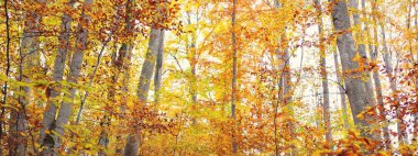 Muhteşem kayın ağacı ormanı. Güçlü ağaç gövdeleri, sarı, kırmızı, turuncu yapraklar. Idyllic sonbahar manzarası. Sonbahar mevsimi, ekoloji, doğa, çevre, eko-turizm