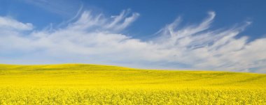 Açan kolza tohumu tarlası. Parlayan bulutlu açık mavi gökyüzü. Bulutlar. Kırsal alan. Tarım, biyoteknoloji, yakıt, gıda endüstrisi, alternatif enerji, çevre koruma. Panoramik görünüm