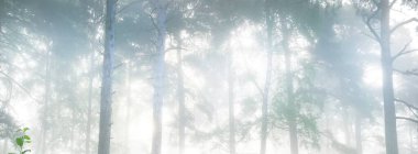 Karanlık ve yemyeşil ormanın gün doğumunda gizemli bir sisli manzarası. Kudretli çam ağaçlarının arasından gün ışığı. Idyllic kırsal kesim. Sonbahar mevsimi, eko-turizm, doğa, çevre, ekoloji