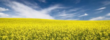 Açan kolza tohumu tarlası. Parlayan bulutlu açık mavi gökyüzü. Bulutlar. Kırsal alan. Tarım, biyoteknoloji, yakıt, gıda endüstrisi, alternatif enerji, çevre koruma. Panoramik görünüm