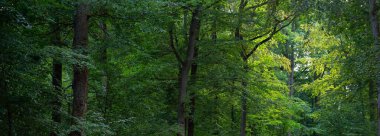 Yeşil kayın ormanlarının tepelerinde (kırsal yol). Güçlü ağaçlar. Doğal tünel. Atmosferik yaz manzarası. Rhineland, Almanya. Doğa, ekoloji, çevre koruma, eko-turizm