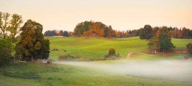 Yeşil tepelerin, tarlaların ve ormanın içinden geçen kırsal bir yolun gün doğumunda sisli bir hava manzarası. Meşe, ladin, huş ağacı. İnekler arka planda otlar. Renkli yapraklar. Idyllic kırsal alanı