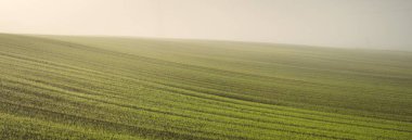 Güneş doğarken traktör rayları ve ormanla kaplı yeşil tarla tarlaları, yakın plan. Altın güneş ışığı, sis, sis. Sonbahar manzarası. Idyllic kırsal kesim. Saf doğa, ekoloji, mevsimler, eko-turizm