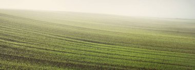 Güneş doğarken traktör rayları ve ormanla kaplı yeşil tarla tarlaları, yakın plan. Altın güneş ışığı, sis, sis. Sonbahar manzarası. Idyllic kırsal kesim. Saf doğa, ekoloji, mevsimler, eko-turizm