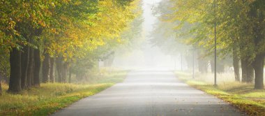 Güçlü ağaçların arasından tek şeritli kırsal asfalt yolu (alley). Altın güneş ışığı, güneş ışığı, sis, gölgeler. Peri sonbahar sahnesi. Umut, cennet, vahşi doğa, yalnızlık, doğa, ekoloji, yürüyüş, bisiklet