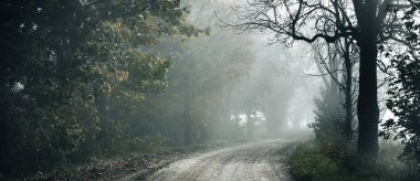 Güçlü ağaçların arasından tek şeritli kırsal asfalt yolu (alley). Altın güneş ışığı, güneş ışığı, sis, gölgeler. Peri sonbahar sahnesi. Umut, cennet, vahşi doğa, yalnızlık, doğa, ekoloji, yürüyüş, bisiklet