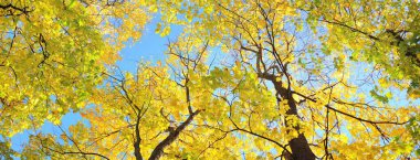 Renkli yeşil, sarı, turuncu, altın yapraklı yaprak döken ağaçlar. Dalların arasından güneş ışınları, yumuşak ışık. Doğal doku, grafik kaynaklar. Sonbahar, mevsimler, çevre