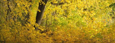 Parktaki patikadan manzaraya bak. Renkli sarı ve turuncu yapraklardan oluşan orman tabanı, muazzam altın yapraklı ağaçlar. Birch, akçaağaç, meşe. Ekoloji, eko-turizm, Avrupa 'da çevre koruma