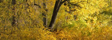 Parktaki patikadan manzaraya bak. Renkli sarı ve turuncu yapraklardan oluşan orman tabanı, muazzam altın yapraklı ağaçlar. Birch, akçaağaç, meşe. Ekoloji, eko-turizm, Avrupa 'da çevre koruma