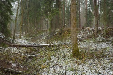 Karla kaplı tepeden geçen yol görkemli yeşil bir orman, güçlü çam ve çam ağaçları, ağaç kütükleri, yosunlar, bitkiler. Atmosferik kış sahnesi. Doğa, eko-turizm