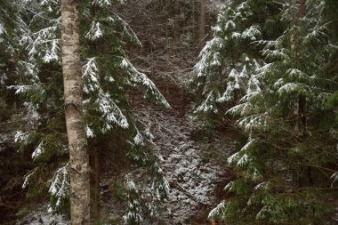 Görkemli yeşil bir ormanda karla kaplı tepeler, güçlü çam ve çam ağaçları, ağaç kütükleri, yosunlar, bitkiler. Atmosferik kış sahnesi. Doğa, eko-turizm, yürüyüş. Hava görünümü