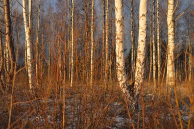 Gün batımında huş ağacı ormanı. Güçlü ağaçlar. İlk kar, kışın başında. Yumuşak güneş ışığı. Doğa, mevsimler, eko-turizm
