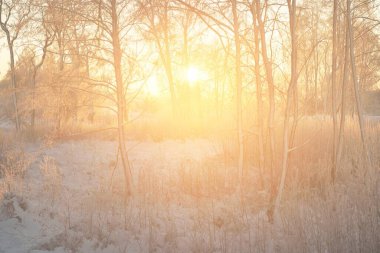 Güneş doğarken, karla kaplı, yemyeşil bir ormanın atmosferik manzarası. Saf altın güneş ışığı. Güçlü ağaçlar, ağaç kütükleri, kar tepeleri. Kış Harikalar Diyarı. Mevsimler, ekoloji, eko-turizm, Noel tatilleri
