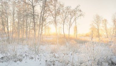 Güneş doğarken, karla kaplı, yemyeşil bir ormanın atmosferik manzarası. Saf altın güneş ışığı. Güçlü ağaçlar, ağaç kütükleri, kar tepeleri. Kış Harikalar Diyarı. Mevsimler, ekoloji, eko-turizm, Noel tatilleri