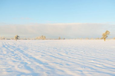 Güçlü çam ağaçları, karla kaplı tarlalar, taze karda insan izleri. Saf güneş ışığı. Kış Harikalar Diyarı. Ekoloji, eko-turizm, çevre koruma, noel tatilleri, kayak