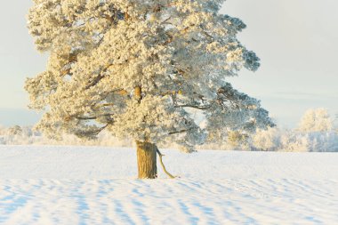 Güçlü çam ağaçları, karla kaplı tarlalar, taze karda insan izleri. Saf güneş ışığı. Kış Harikalar Diyarı. Ekoloji, eko-turizm, çevre koruma, noel tatilleri, kayak