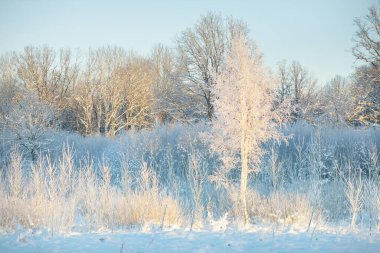 Kar fırtınasından sonra her yer karla kaplandı. Genç yaprak döken ağaçlar. Atmosferik manzara. Kış Harikalar Diyarı. Doğa, ormanların yok edilmesi, ormanların yeniden ağaçlandırılması, çevre, ekoloji