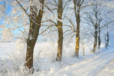 Güneşli bir günde karla kaplı orman parkına giden yol. Güçlü ağaçlar, don, yumuşak güneş ışığı. Kış Harikalar Diyarı. Idyllic manzara. Noel tatilleri, eko turizm, yürüyüş, kayak temaları