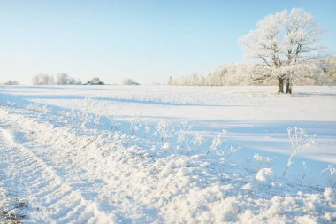 Güneşli bir günde karla kaplı orman parkına giden yol. Güçlü ağaçlar, don, yumuşak güneş ışığı. Kış Harikalar Diyarı. Idyllic manzara. Noel tatilleri, eko turizm, yürüyüş, kayak temaları