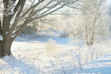 Kudretli meşe ağacı, karla kaplı tarla, taze karda insan izleri. Orman çayırı. Saf güneş ışığı. Kış Harikalar Diyarı. Ekoloji, eko turizm, çevre koruma, noel tatilleri, kayak