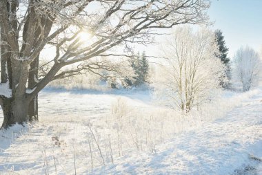 Güneşli bir günde karla kaplı orman parkına giden yol. Güçlü ağaçlar, don, yumuşak güneş ışığı. Kış Harikalar Diyarı. Idyllic manzara. Noel tatilleri, eko turizm, yürüyüş, kayak temaları