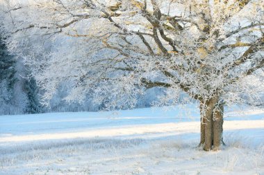 Kudretli meşe ağacı, karla kaplı tarla, taze karda insan izleri. Orman çayırı. Saf güneş ışığı. Kış Harikalar Diyarı. Ekoloji, eko turizm, çevre koruma, noel tatilleri, kayak