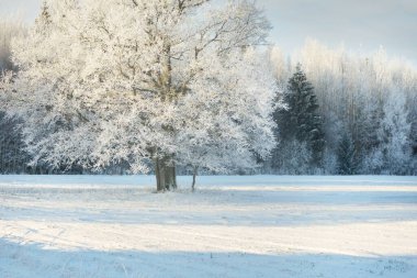 Kudretli meşe ağacı, karla kaplı tarla, taze karda insan izleri. Orman çayırı. Saf güneş ışığı. Kış Harikalar Diyarı. Ekoloji, eko turizm, çevre koruma, noel tatilleri, kayak