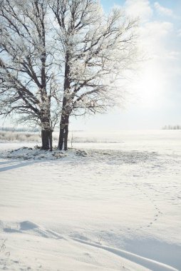 Ulu meşe ağacı. Orman çayırı. Saf güneş ışığı, açık mavi gökyüzü. Kış Harikalar Diyarı. Ekoloji, eko turizm, çevre koruma, noel tatilleri, kayak