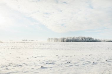 Orman çayırı ve kır arazisi. Saf güneş ışığı, açık mavi gökyüzü. Kış Harikalar Diyarı. Idyllic kırsal kesim. Ekoloji, eko turizm, çevre koruma, noel tatilleri, kayak, uzak yerler