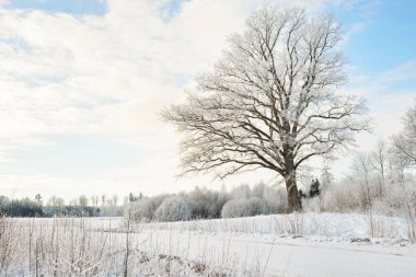 Kudretli meşe ağacı, karla kaplı tarla, taze karda insan izleri. Orman çayırı. Saf güneş ışığı. Kış Harikalar Diyarı. Ekoloji, eko turizm, çevre koruma, noel tatilleri, kayak