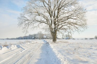 Güneşli bir günde karla kaplı tarlaların ve köyün içinden geçen yol. Arka plandaki kır evleri. Idyllic manzara. Noel tatilleri, eko turizm, yürüyüş, kayak, uzak yerler, off-road teması