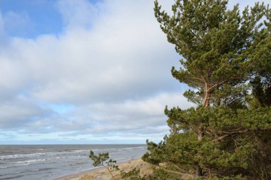 Fırtınadan sonra Baltık Denizi. Kum tepeleri, altın kum tepeleri, görkemli yeşil çam ormanları. Resimli manzara, deniz manzarası, doğa. Panoramik manzara. Ekoloji, eko turizm, yürüyüş kavramları