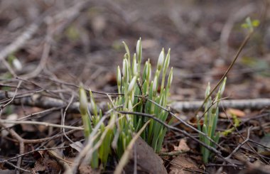 Ormanda küçük kır çiçekleri (Galanthus). Çiçek tomurcuğu. Kış sıcağı, Avrupa 'nın ilkbaharı. Saflığın, huzurun, sevincin sembolü. Başlangıç olarak, Paskalya konsepti. Doğa, çevre, ekoloji