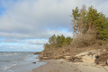 Fırtınadan sonra Baltık kıyıları. Kum tepeleri, yemyeşil orman, devrilmiş çam ağaçları, ağaç gövdeleri, kökler. Hava kararsız. Kış, ilkbahar erken. Doğa, iklim değişikliği, çevre koruma, ekoloji