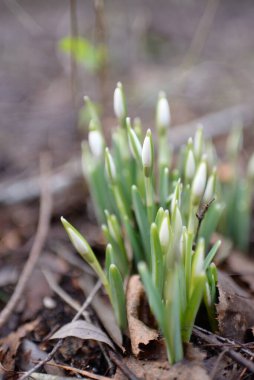 Ormanda küçük kır çiçekleri (Galanthus). Çiçek tomurcuğu. Kış sıcağı, Avrupa 'nın ilkbaharı. Saflığın, huzurun, sevincin sembolü. Başlangıç olarak, Paskalya konsepti. Doğa, çevre, ekoloji